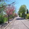 L'avenue en fleurs