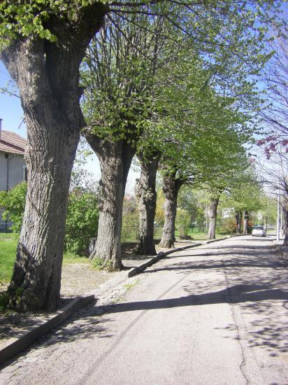 Les arbres de l'avenue